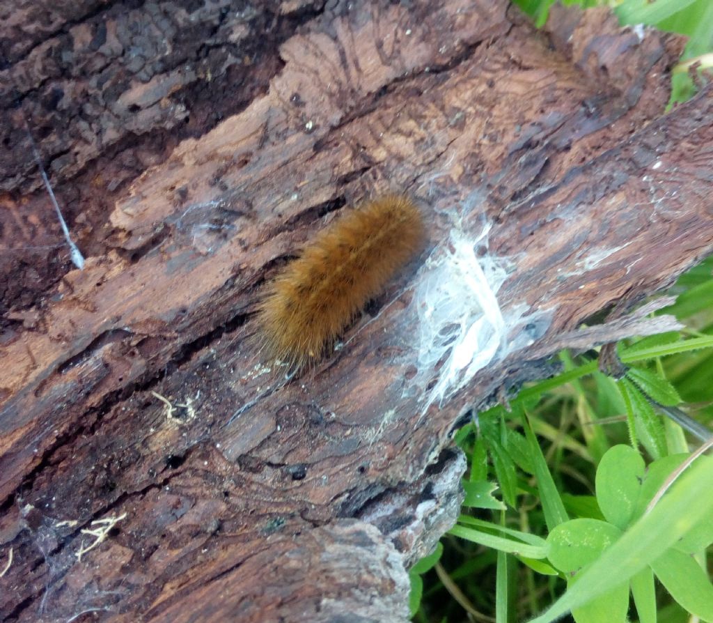Richiesta identificazione: Phragmatobia fuliginosa - Erebidae Arctiinae